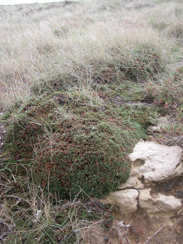 pianta scogliera di Porto Torres - Limonium sp